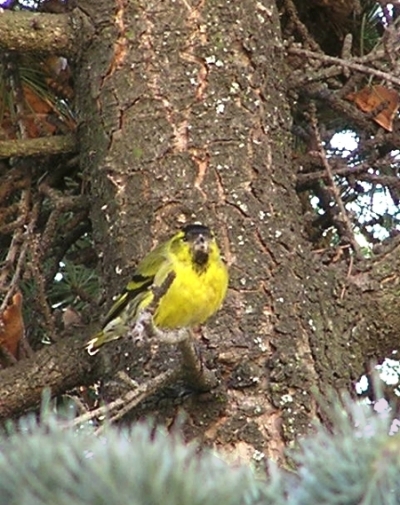 Lucherino -  Carduelis spinus
